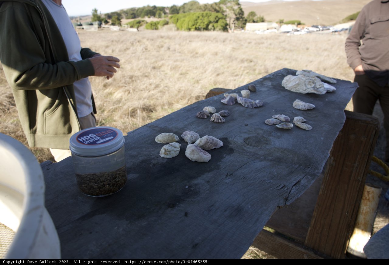 Seashell Collector: Uncovering the Treasures of the Sea