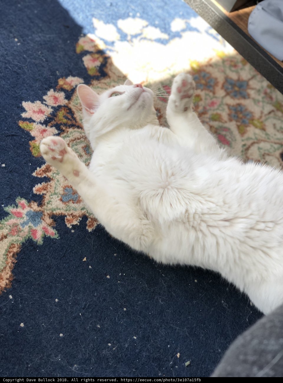 Relaxing Feline