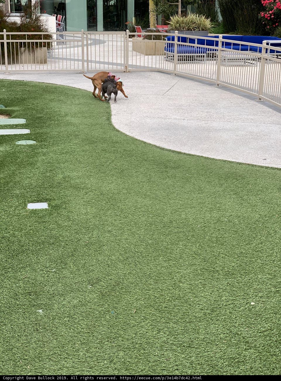 Frisbee Fun in the Park
