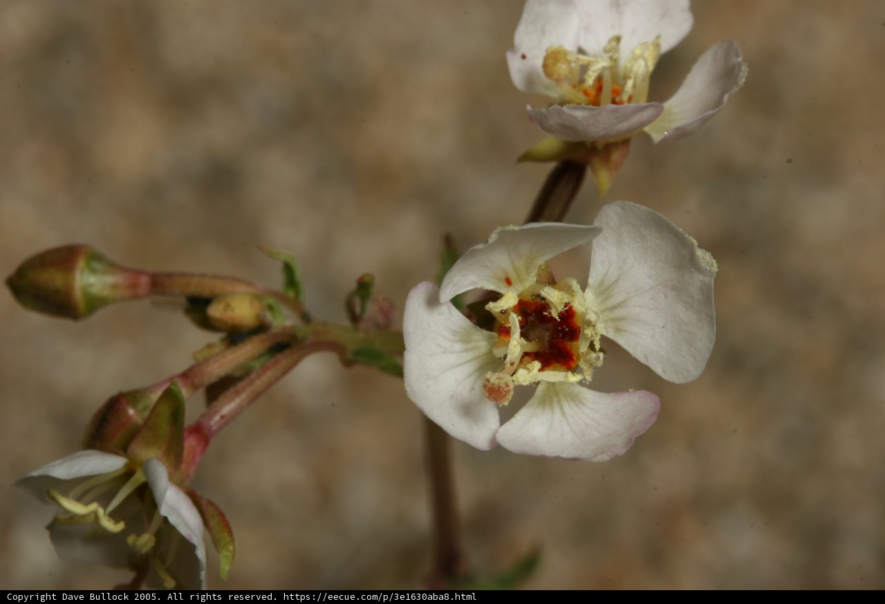 White Orchid Blossom