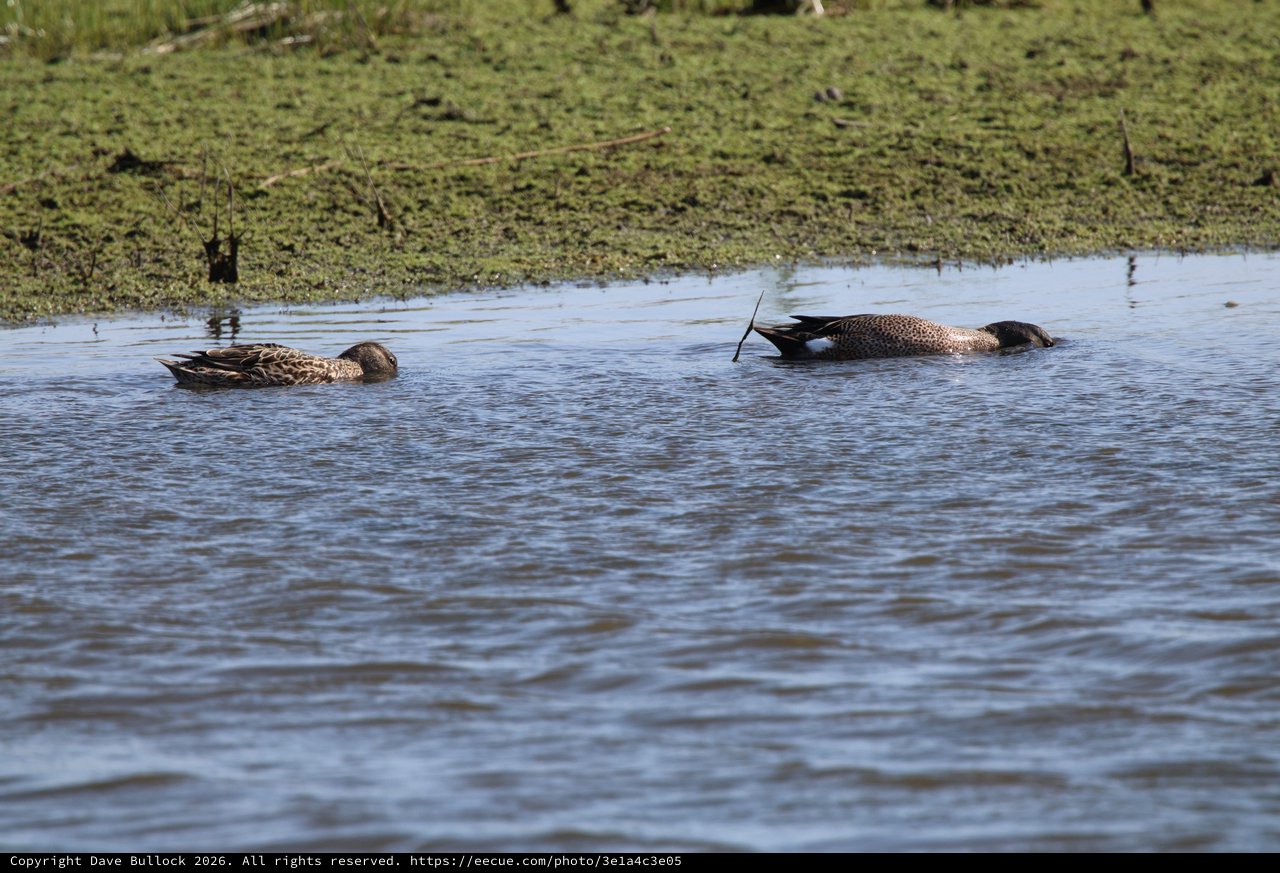 Northern Pintail Ducks Foraging in Wetland Shallows