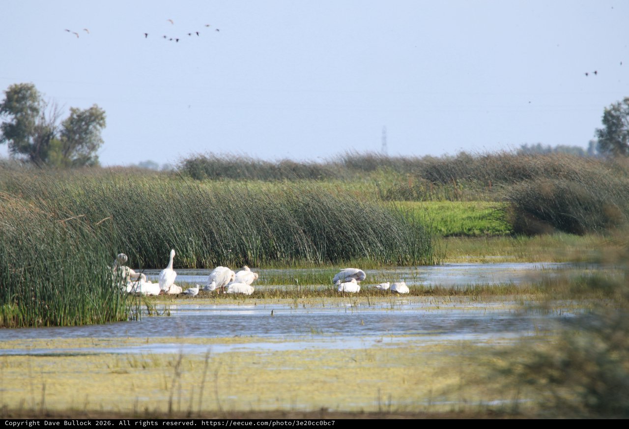 White Swans and Waterfowl in Wetland Marsh Habitat