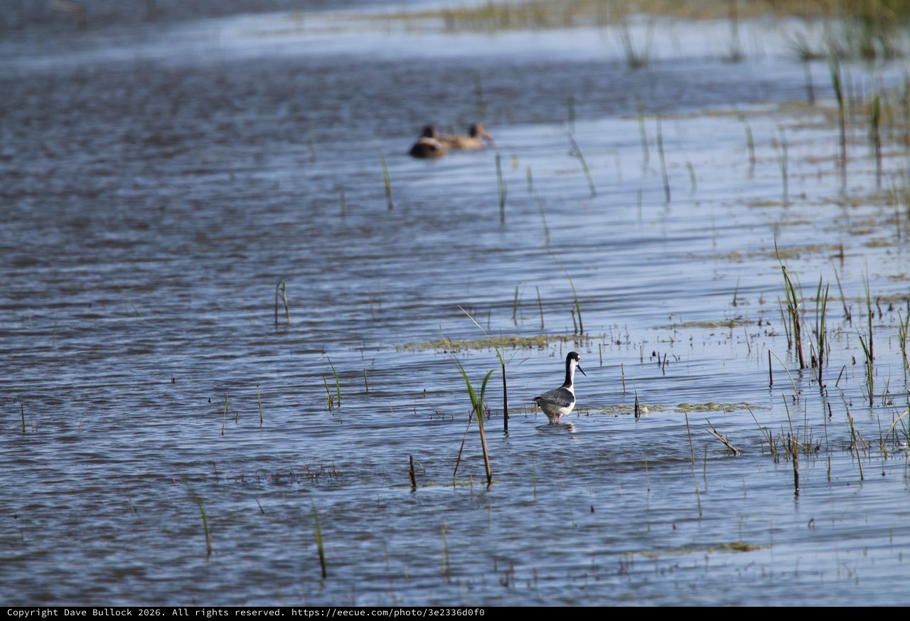 Canada Goose Wading Through Wetland Shallows