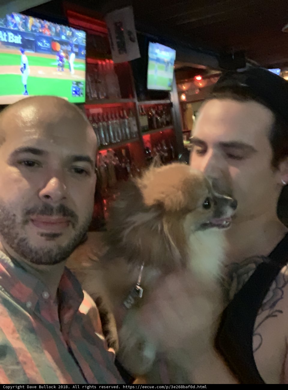 Dog Days at the Bar