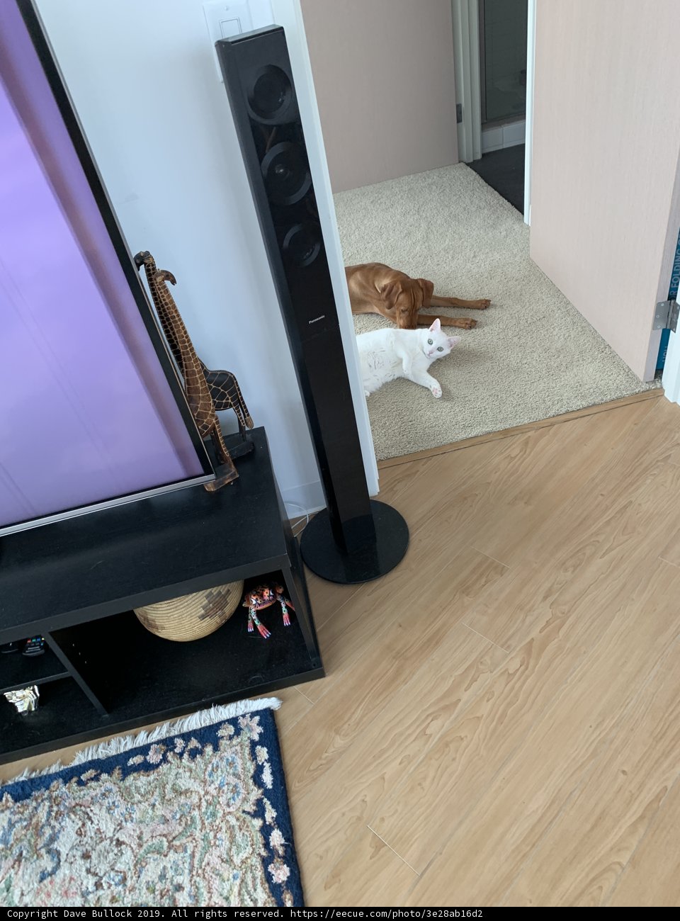 Feline Entertainment Center