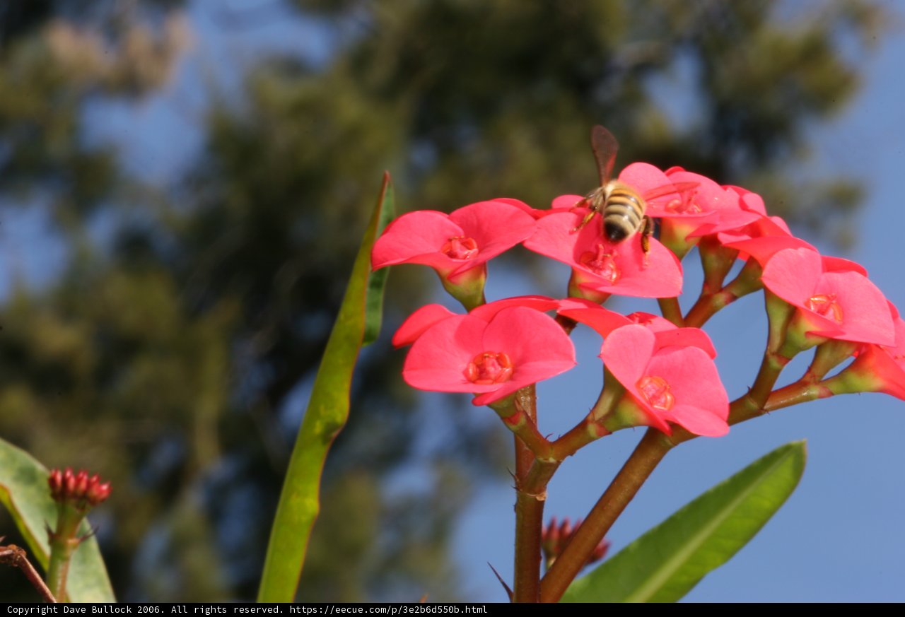 Bee Buzzing on Geranium Flower