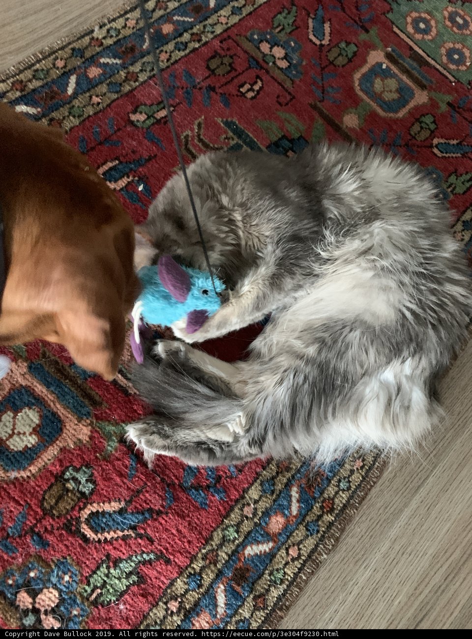 Dog and Cat Playtime