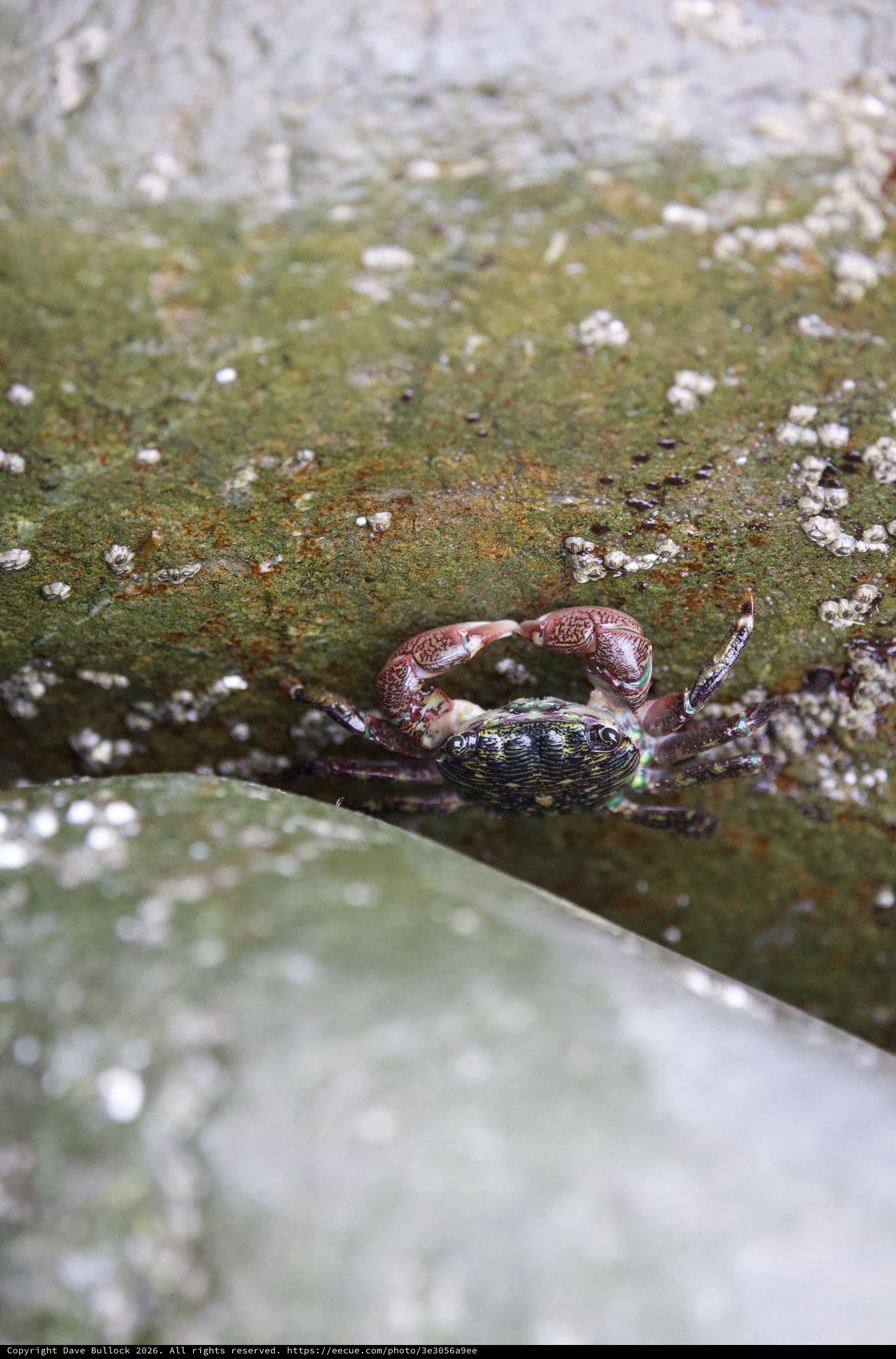 Tiny Crab Clings to Algae-Covered Tidal Rock
