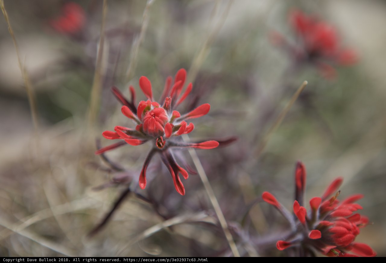 Red Geranium Flower with Black Petals