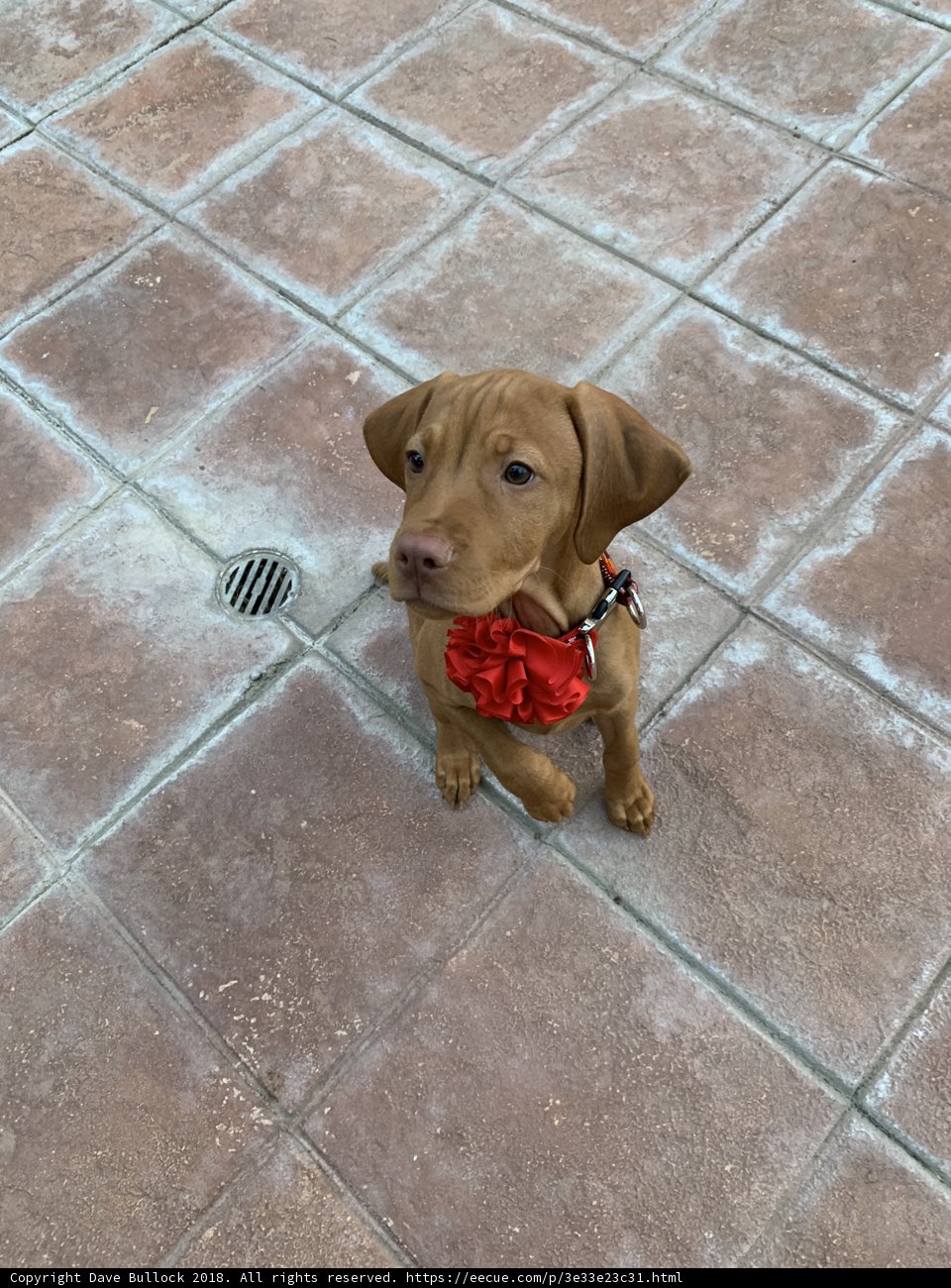Bow-Tied Buddy