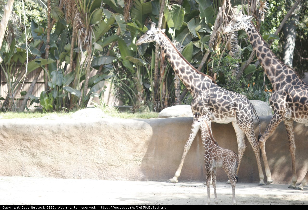 Majestic Mother Giraffe and Baby Giraffe