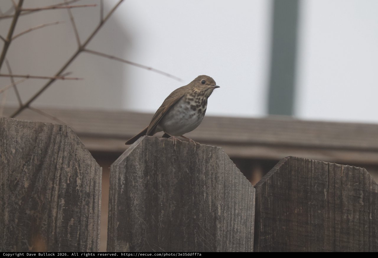 Small Thrush Perched on Weathered Wooden Fence