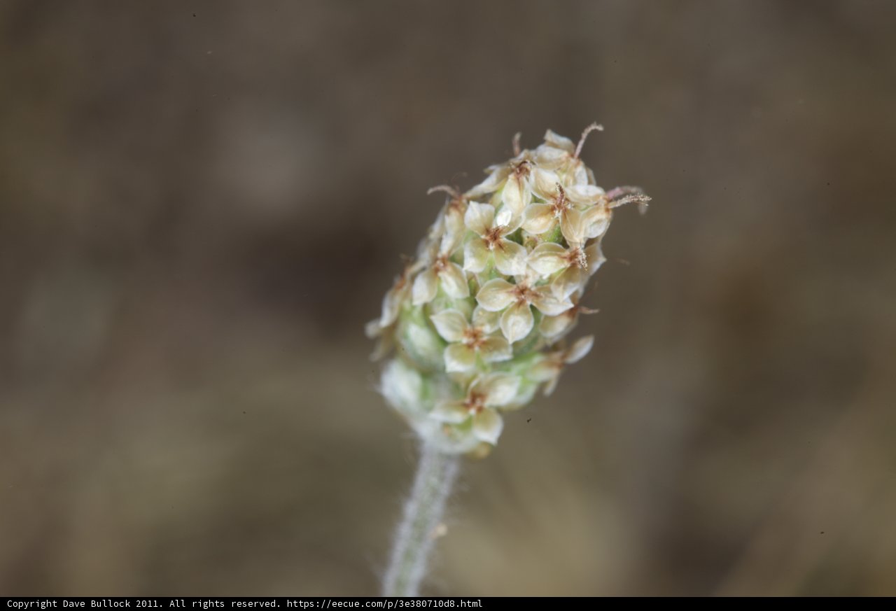 The Emerging Beauty