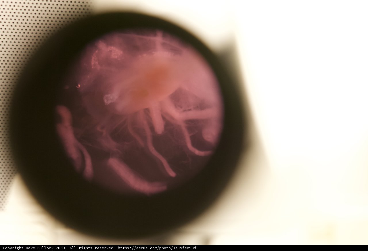 Ethereal Jellyfish in a Round Glass