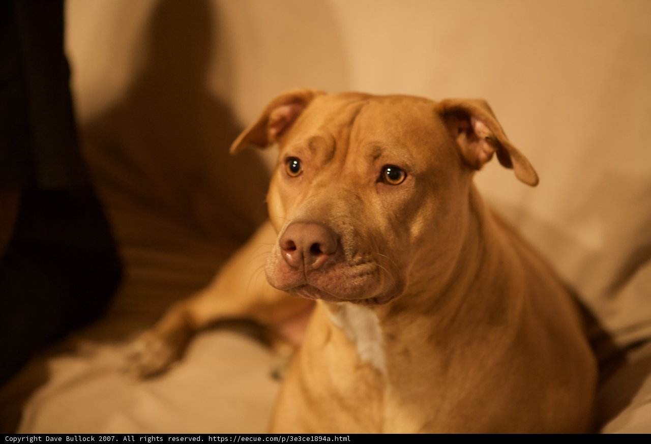 Cozy Couch Companion