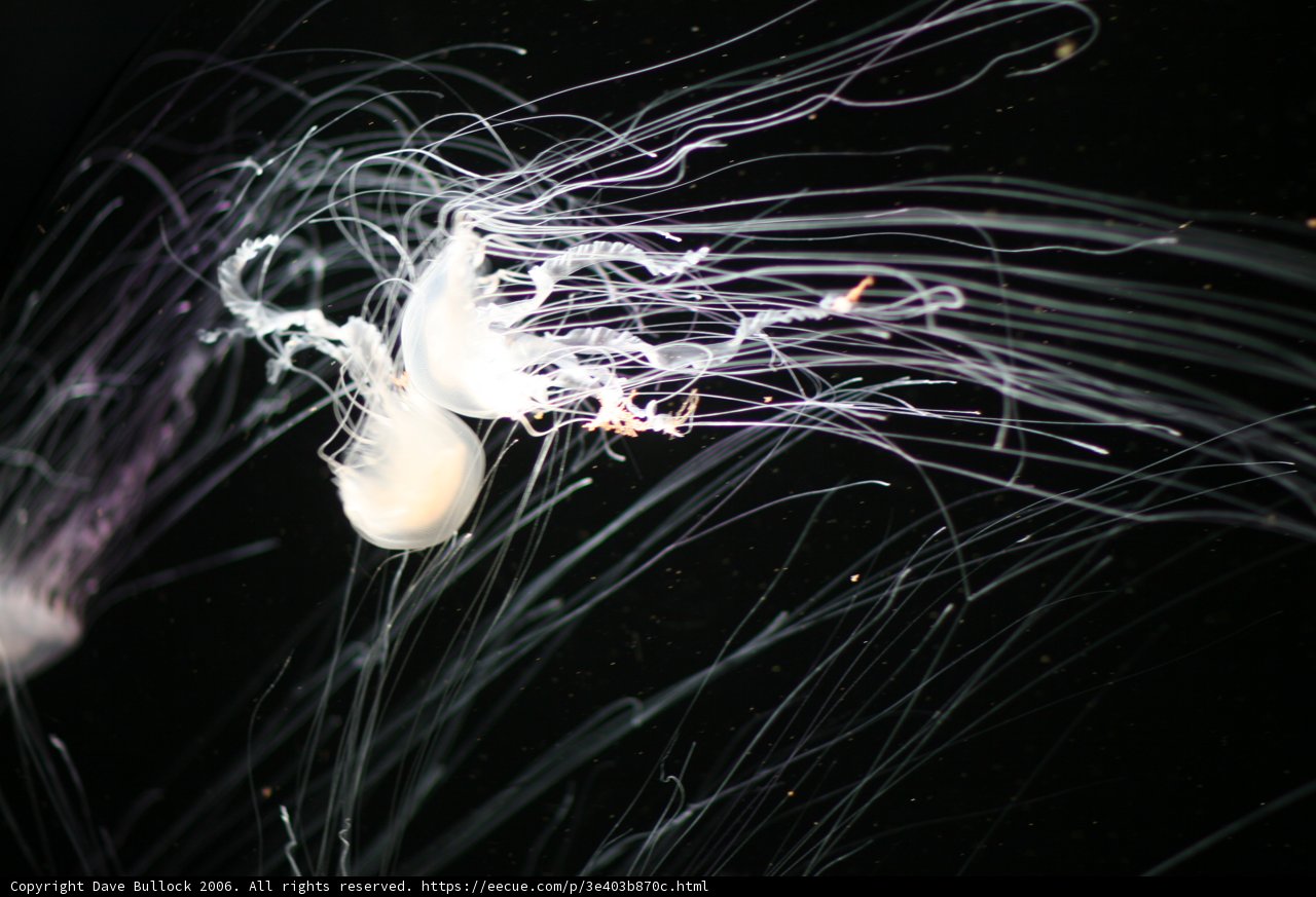 Glow in the Dark Jellyfish