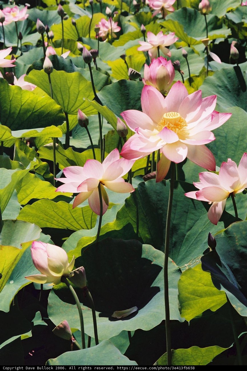 Majestic Lotus Blossom