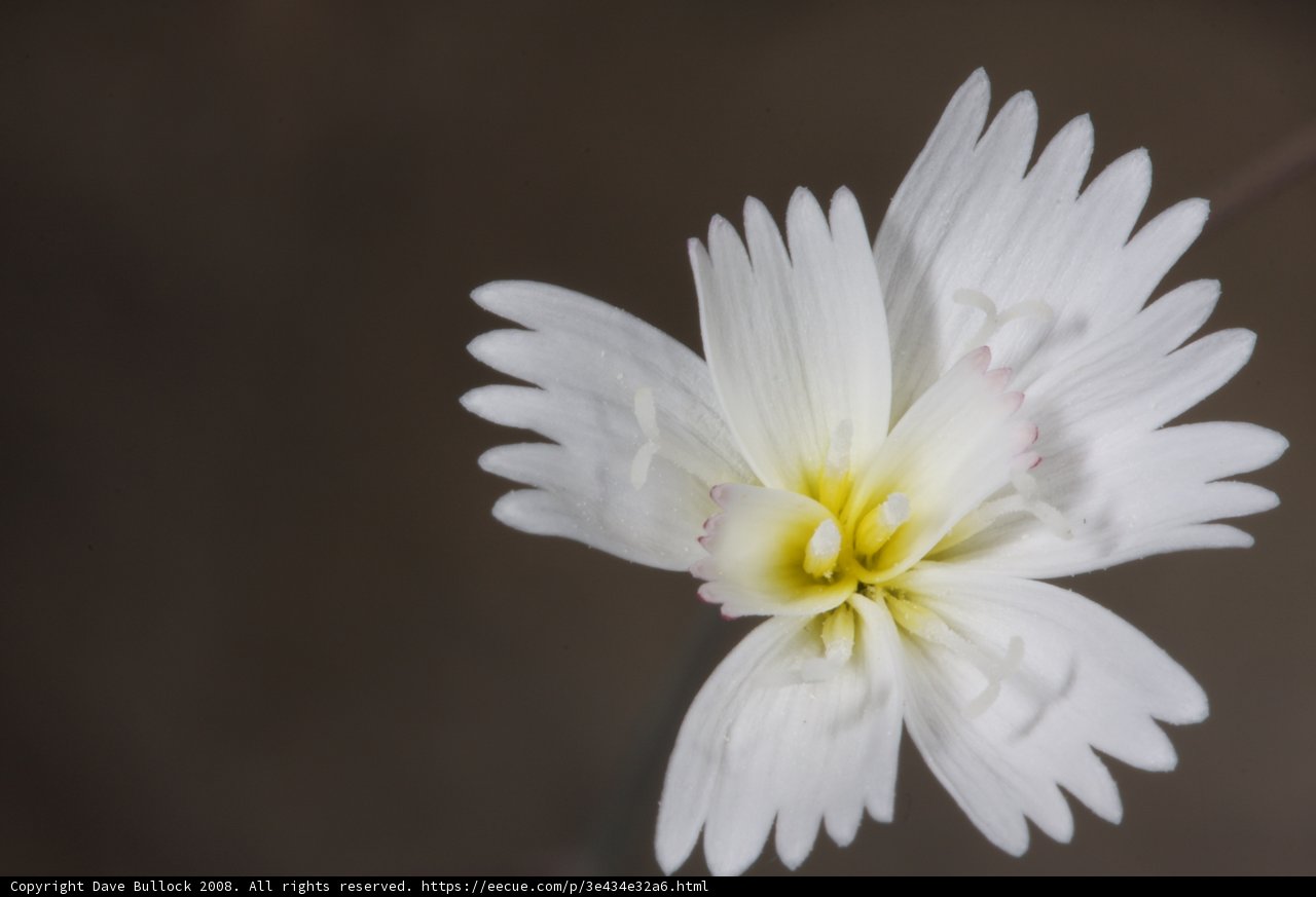 Daisy in the Dark