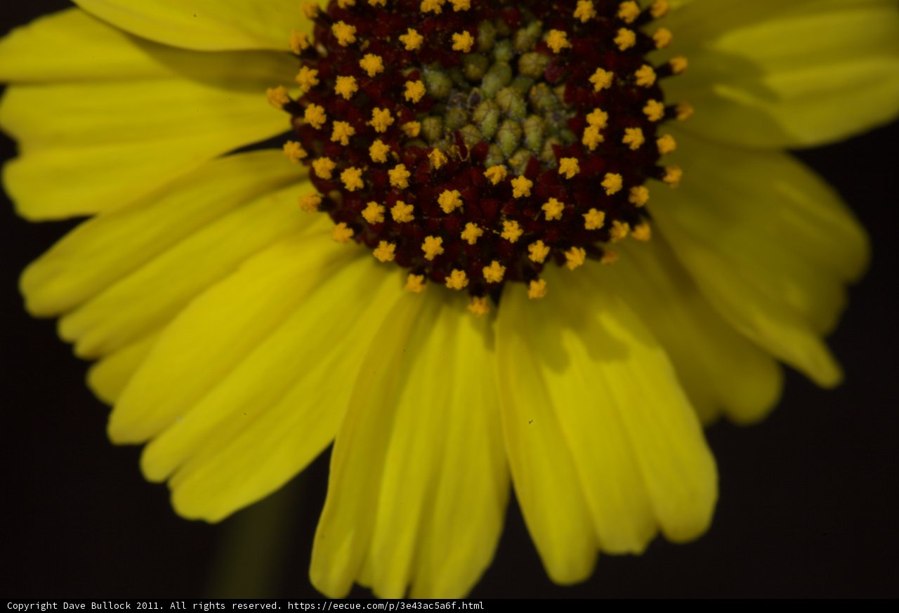 Sunshine Daisy