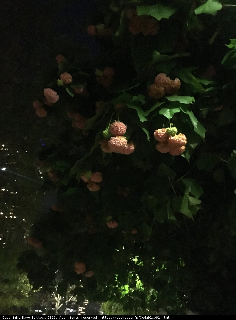 Nighttime Berries in Los Angeles