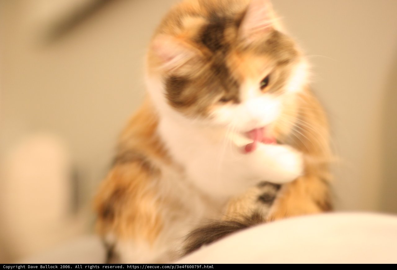 A Cat's Comfort
