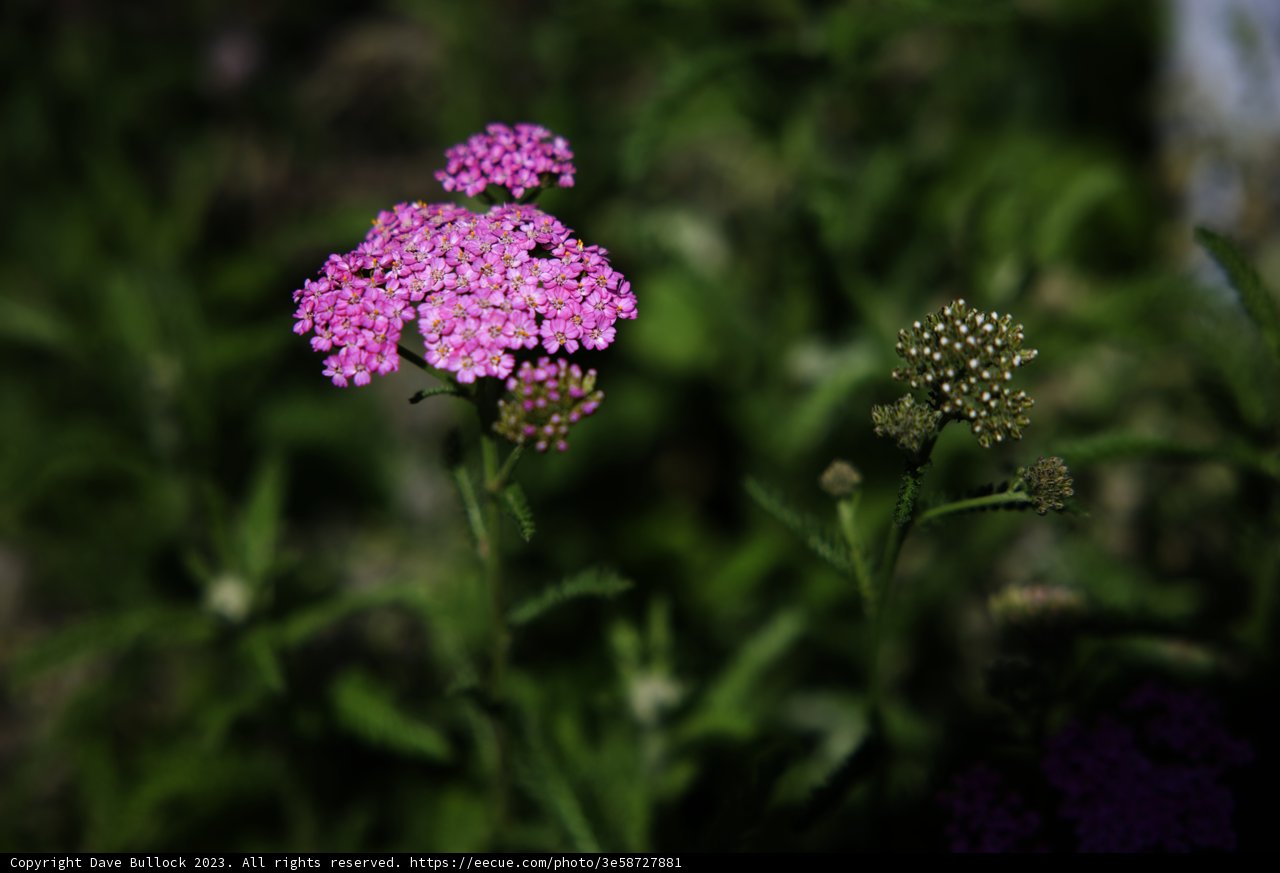 Blooming Pink Beauty