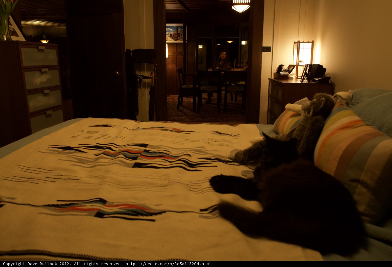 Cozy Cat Nap