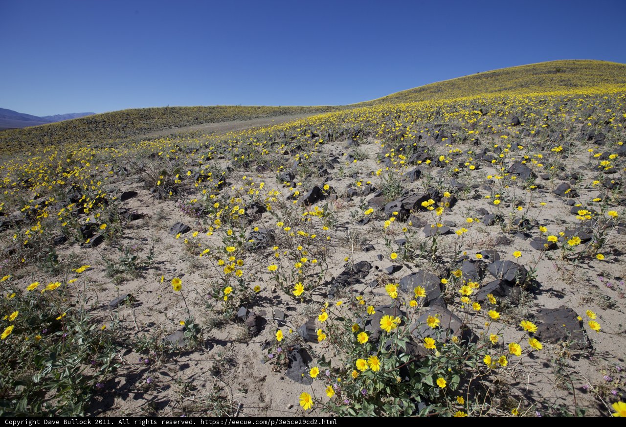 Fields of Gold