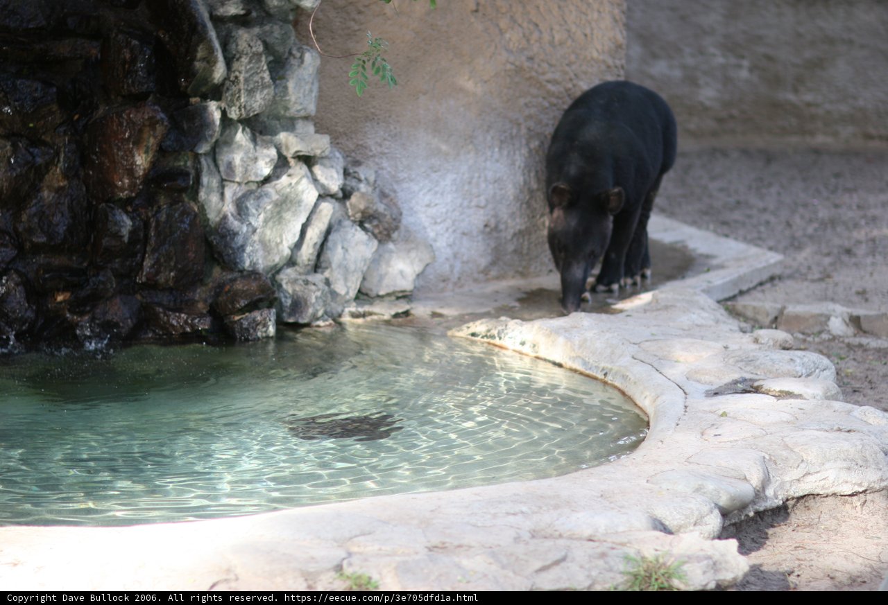 Thirsty Black Bear
