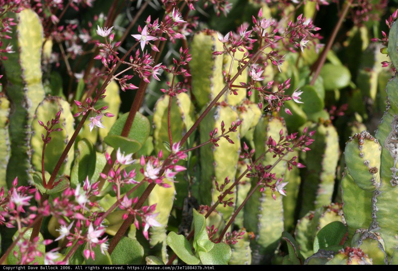 Pretty Pink Plant