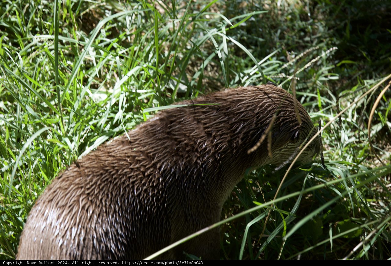 Otter's Discovery