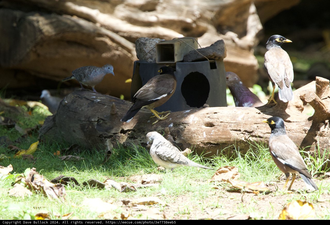 Avian Assembly at the Honolulu Zoo