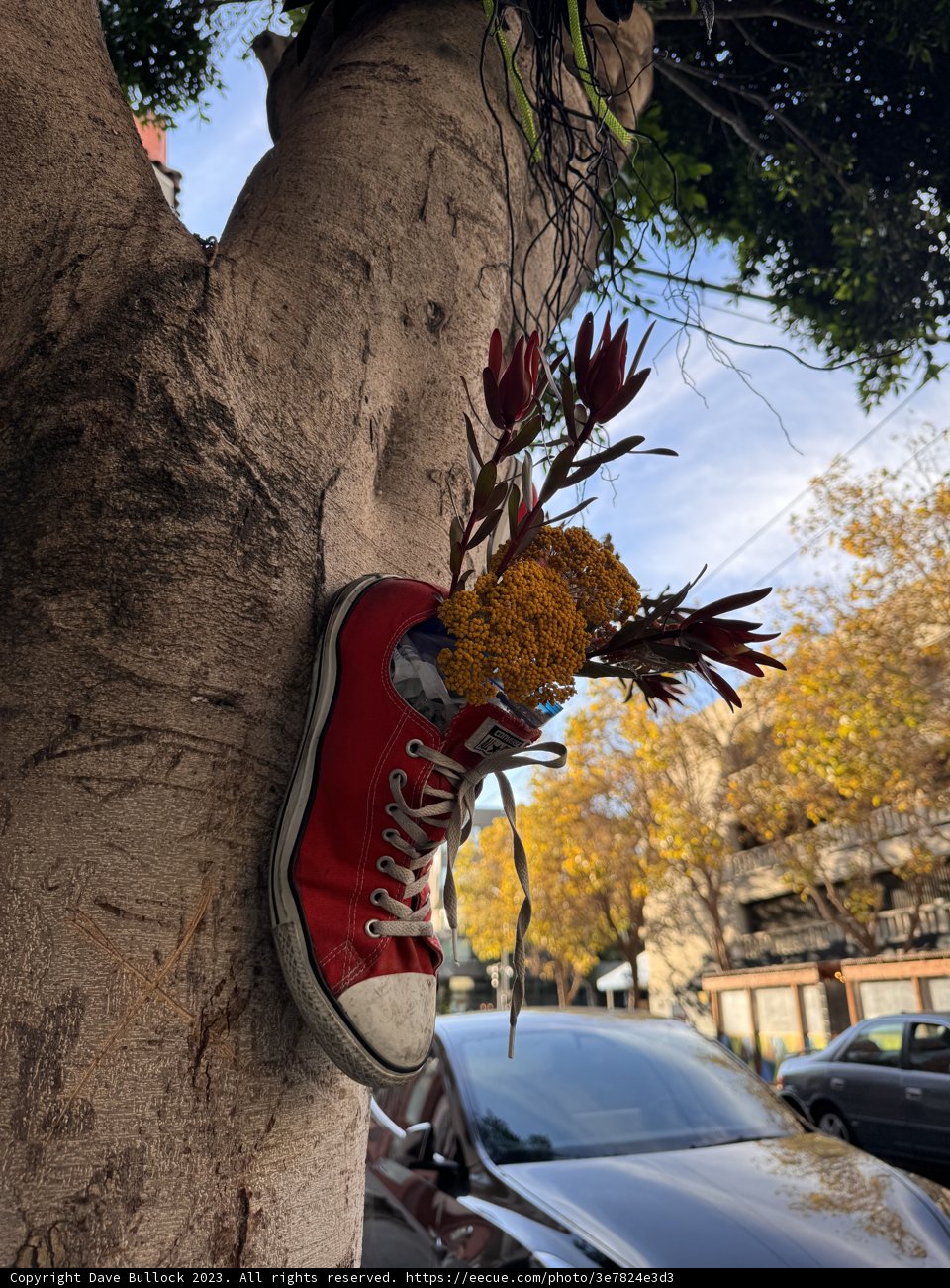 Sneaker Blooms on the Streets of San Francisco