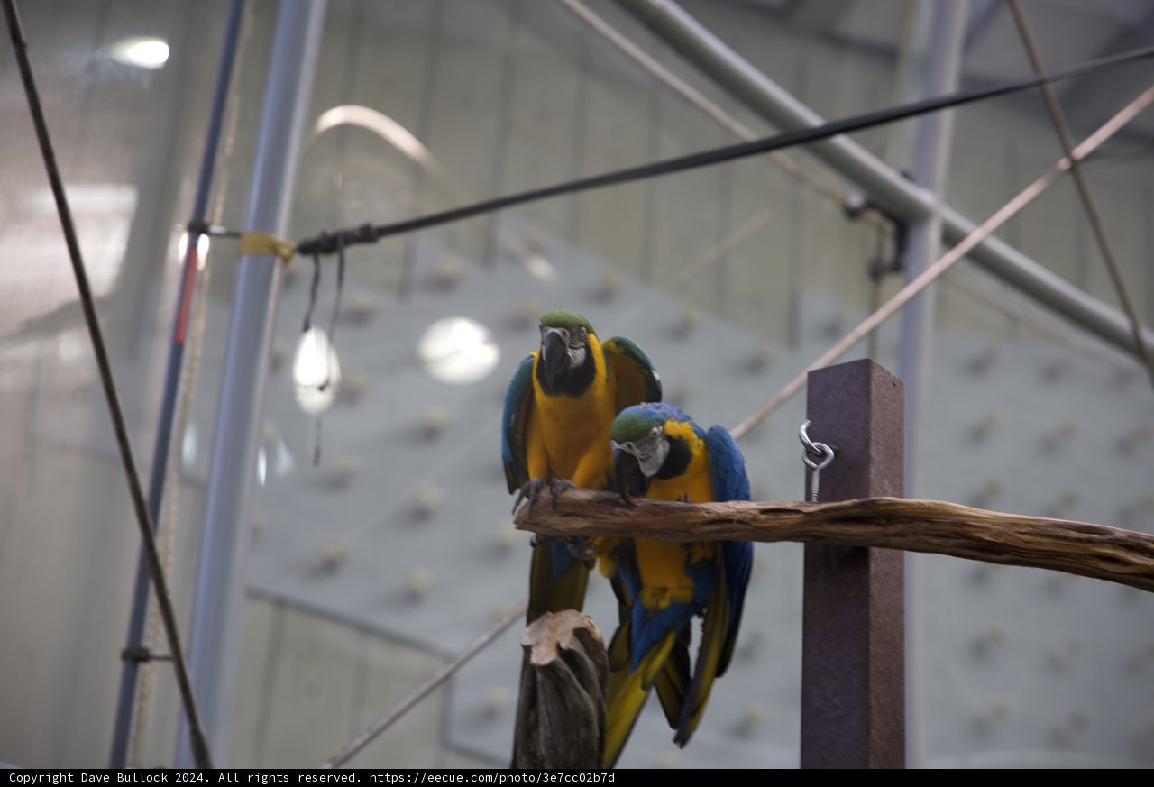 Tropical Twins: Academy Parrots