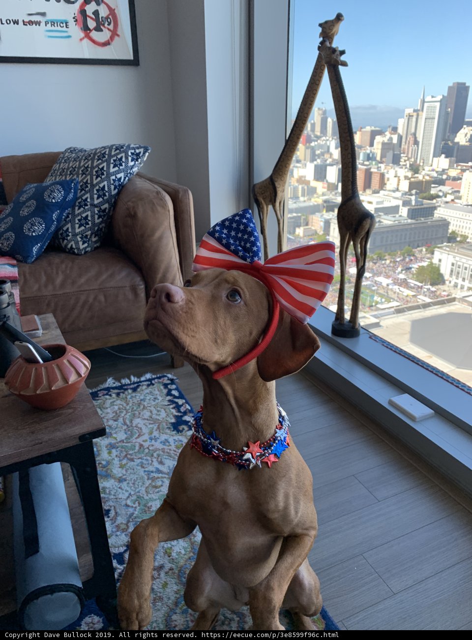 Patriotic Pup