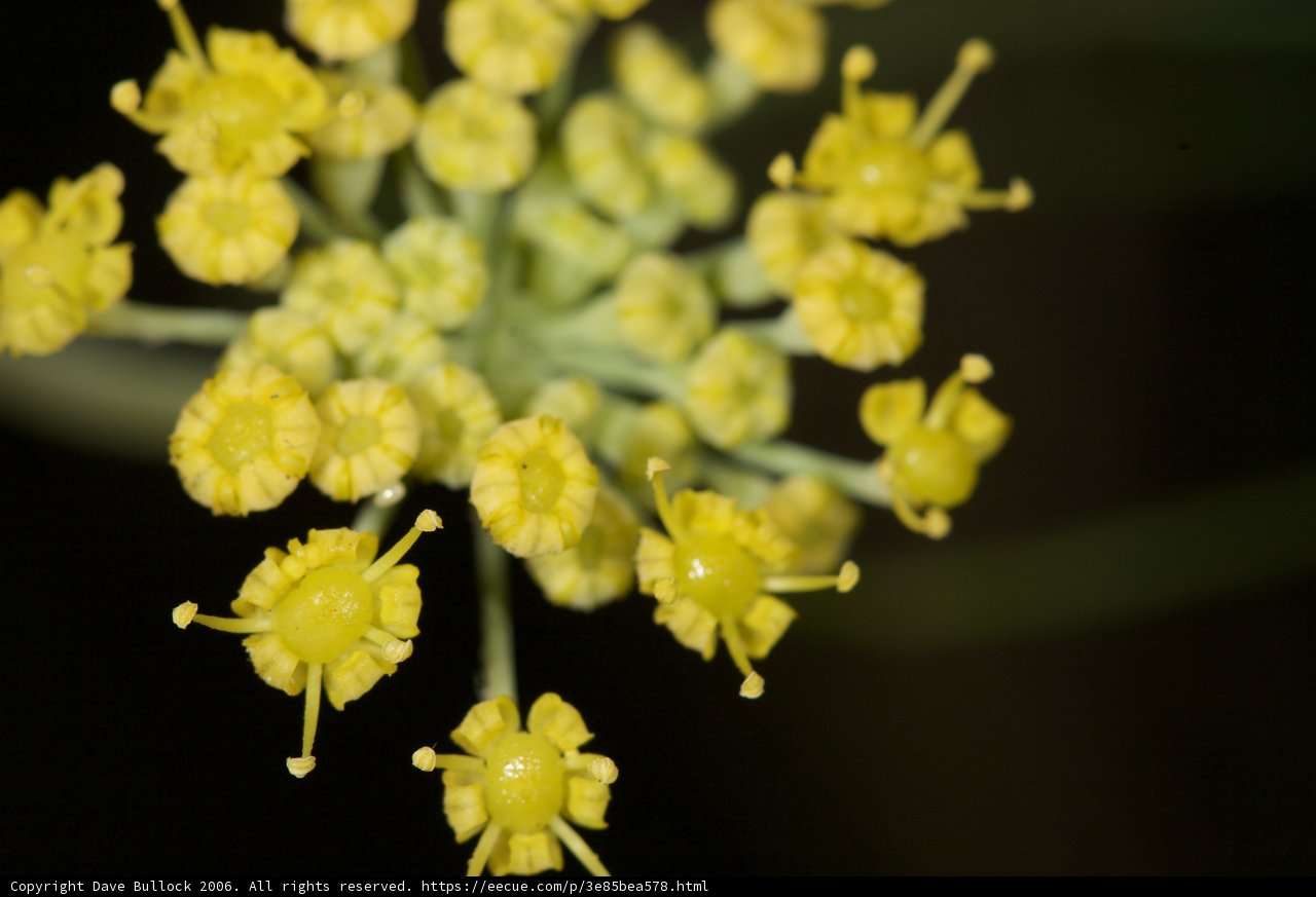 Yellow Blossoms of the Flavorful Apiaceae Plant