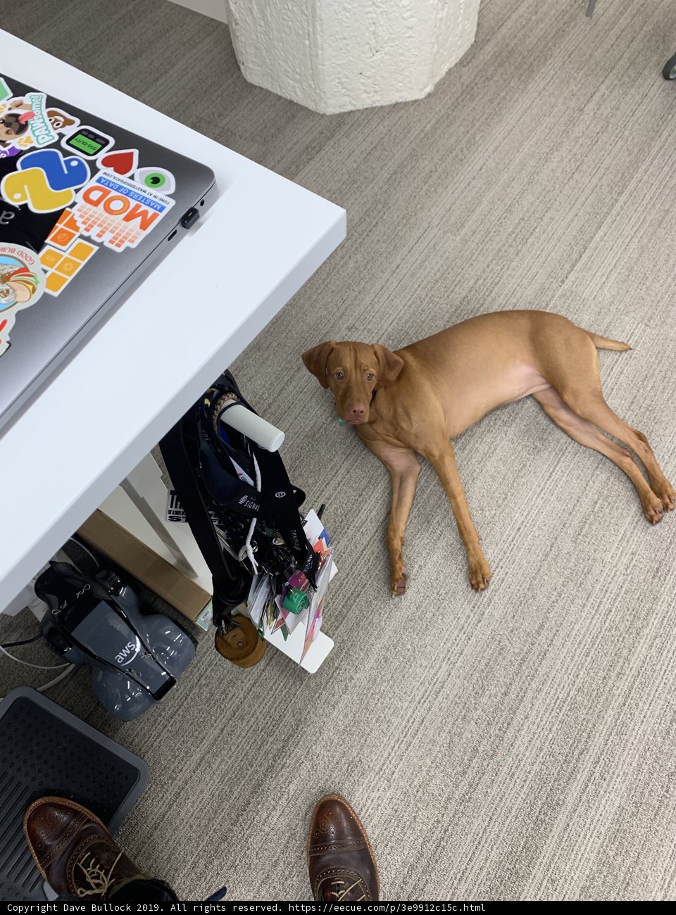 Puppy and High Heels