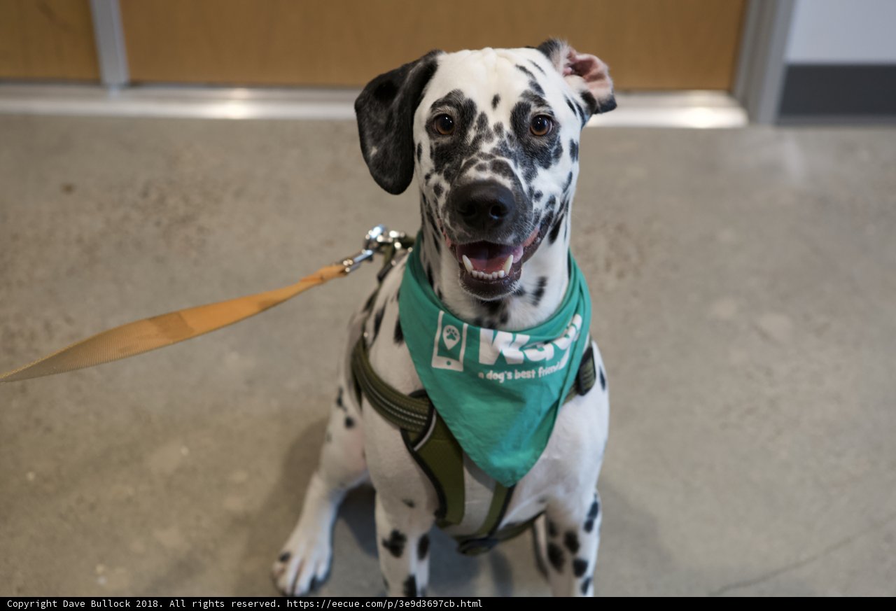 Dalmatian in Green