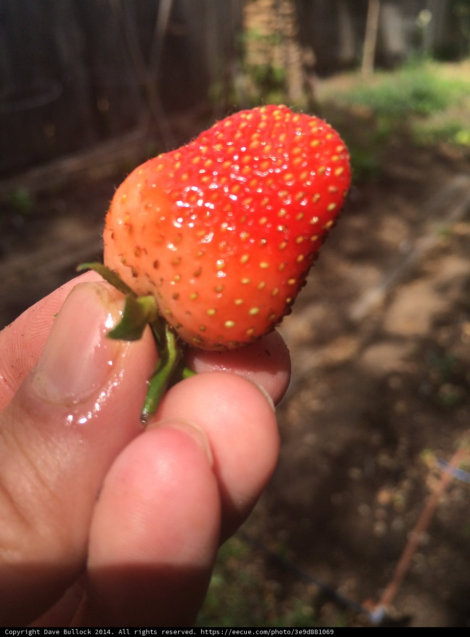 Sweet Summer Delight