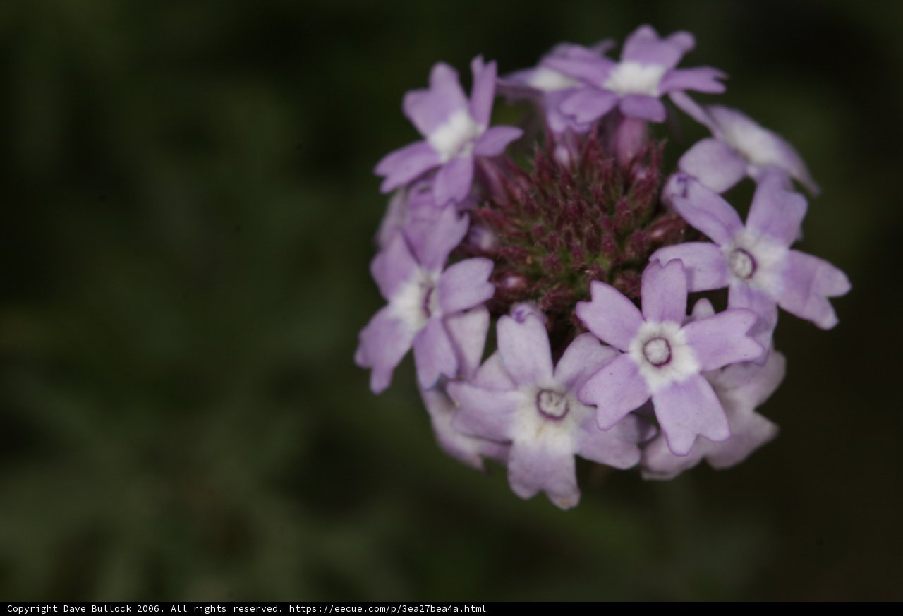 Purple Geranium in Bloom