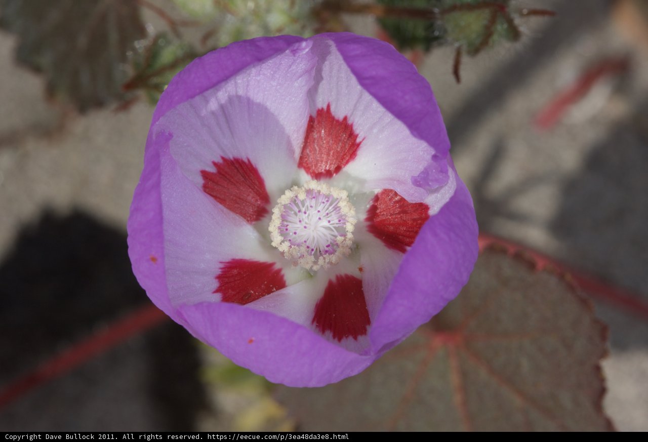 Radiant Purple Flower with Red and White Centers