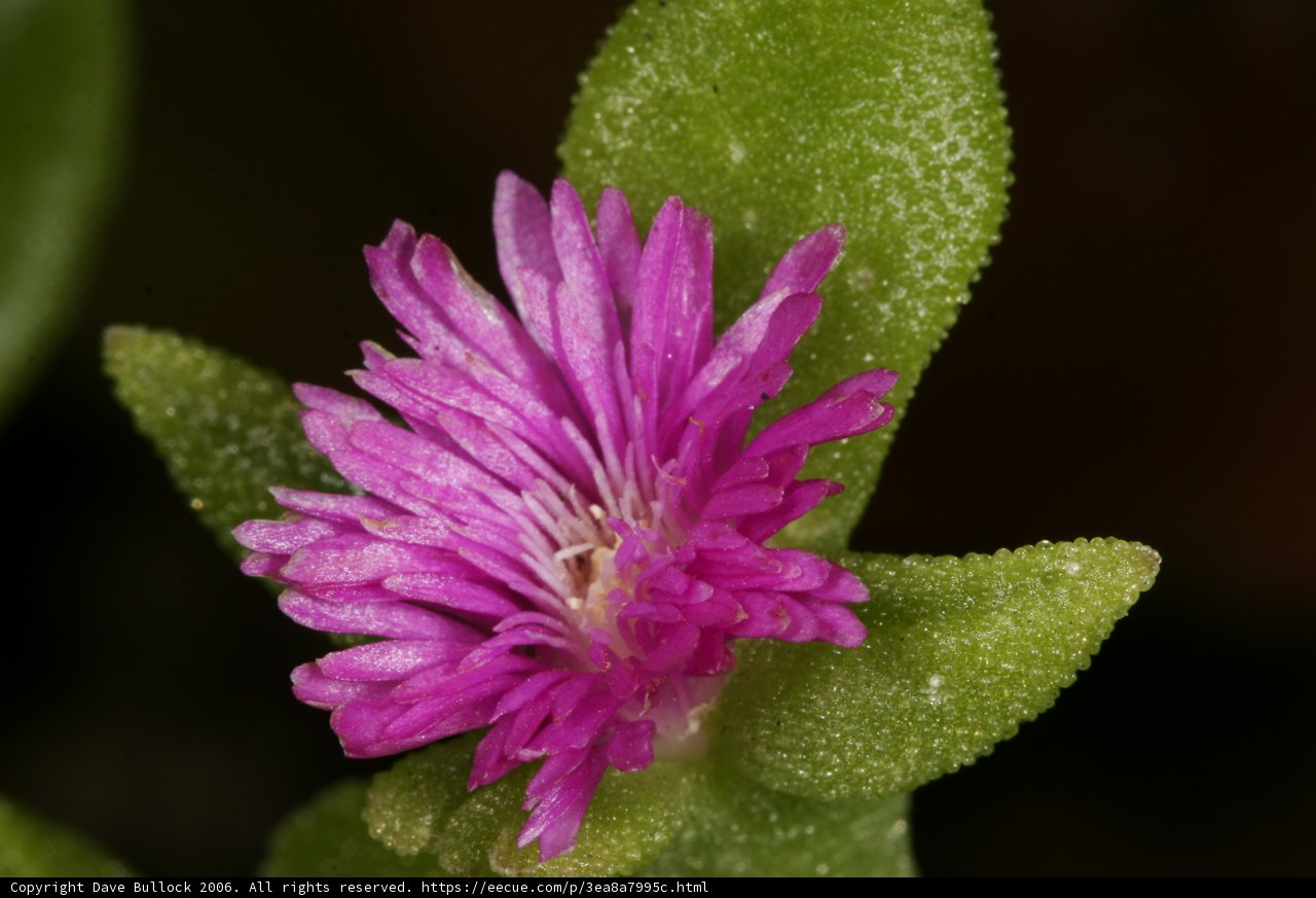 Beautiful Geranium Flower in Full Bloom