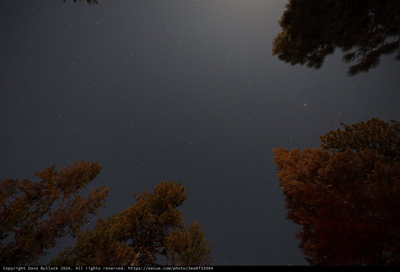 Starlit Sky Above Pine Forest at Mt. Lassen