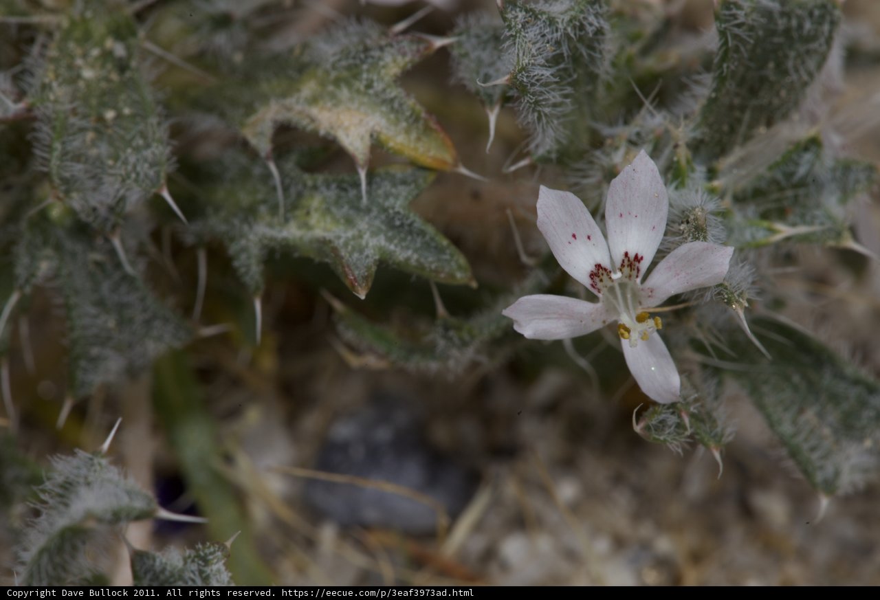 Delicate Pink Geranium in the Harsh Desert