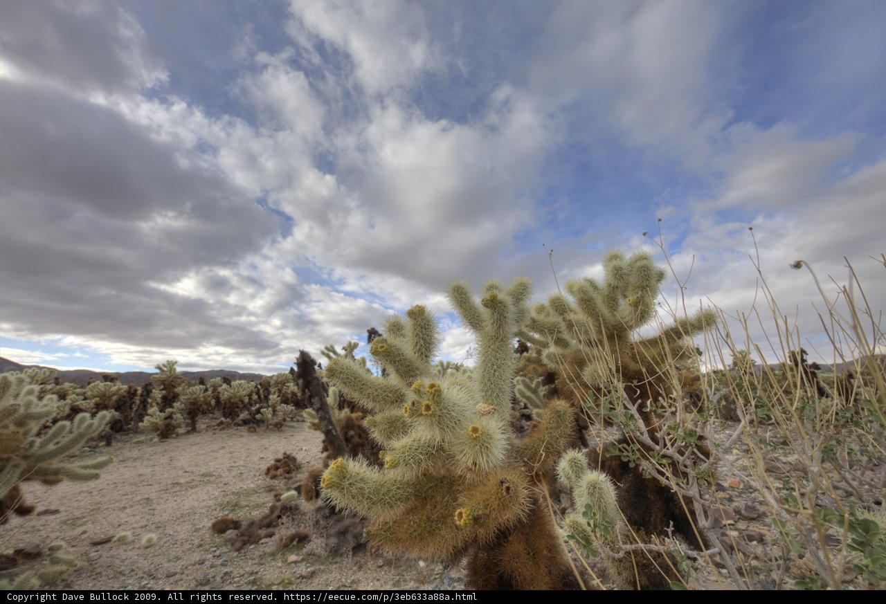 Desert Skies