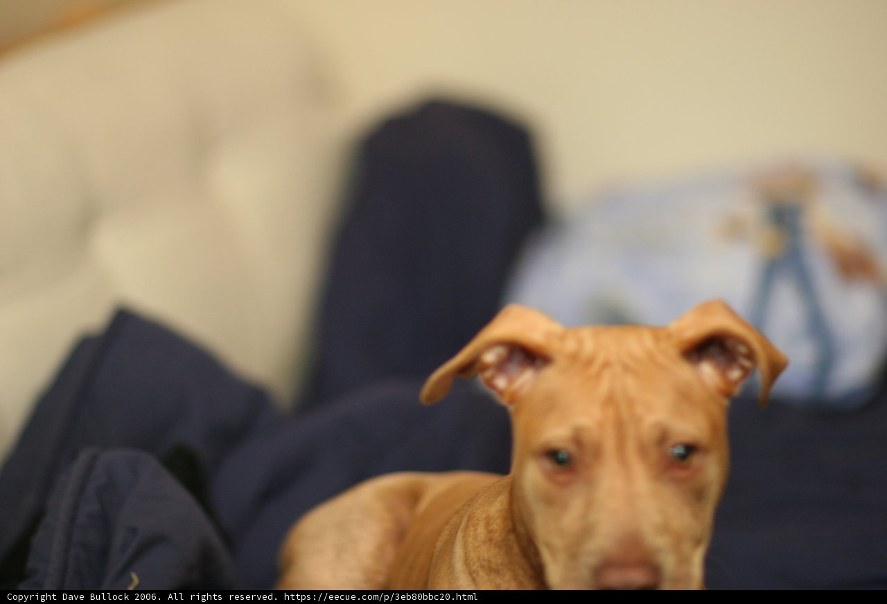 Relaxing with Man's Best Friend