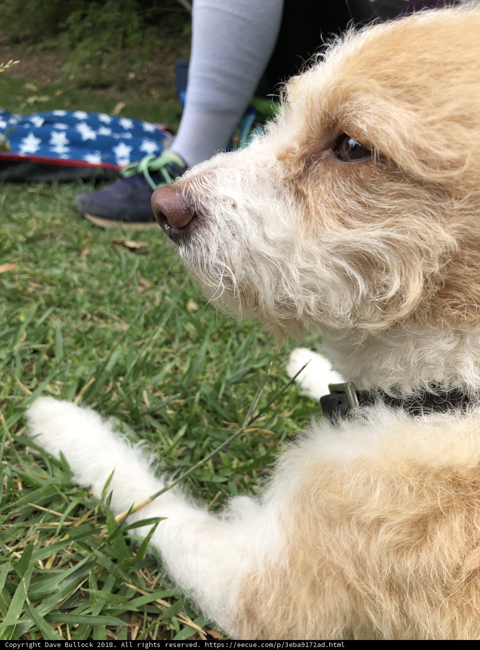 Grass-Lounging Dog