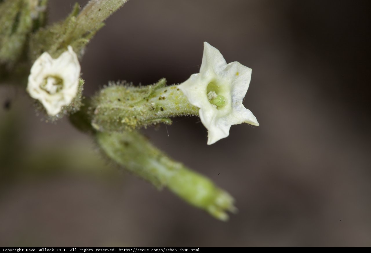 White Acanthaceae Flower Up Close