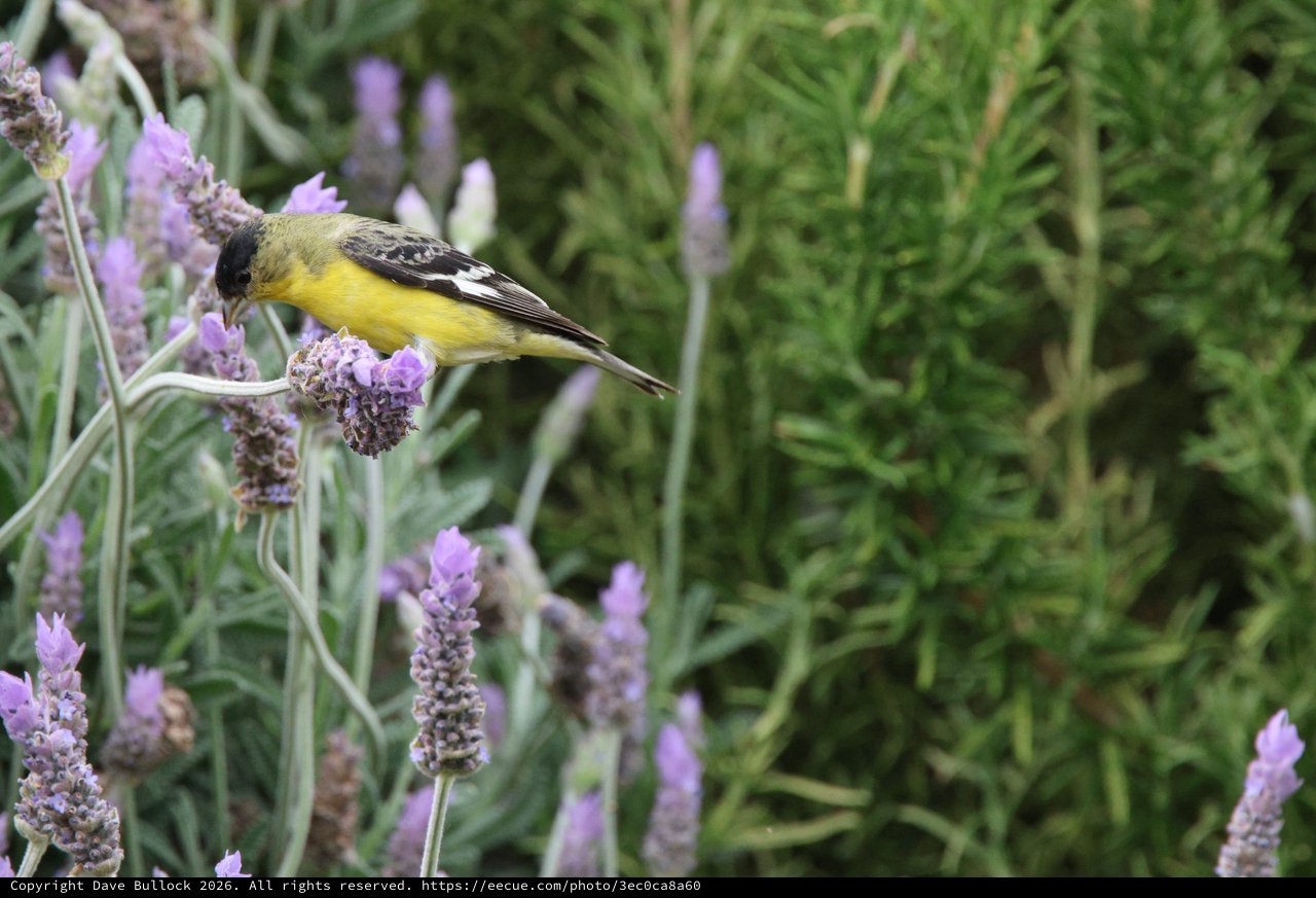 Lesser Goldfinch Feeding on Purple Lavender Flowers
