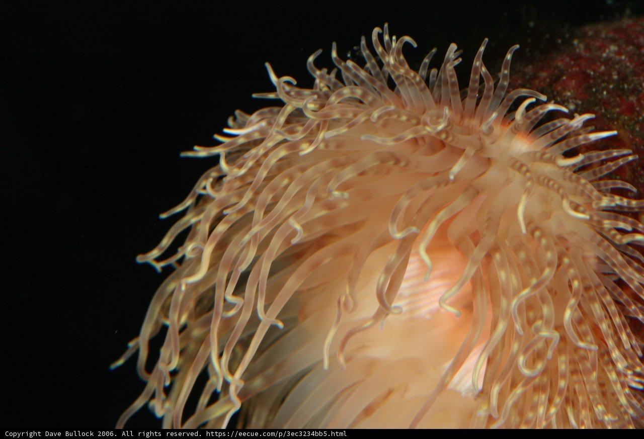 Fuzzy-Tailed Sea Anemone